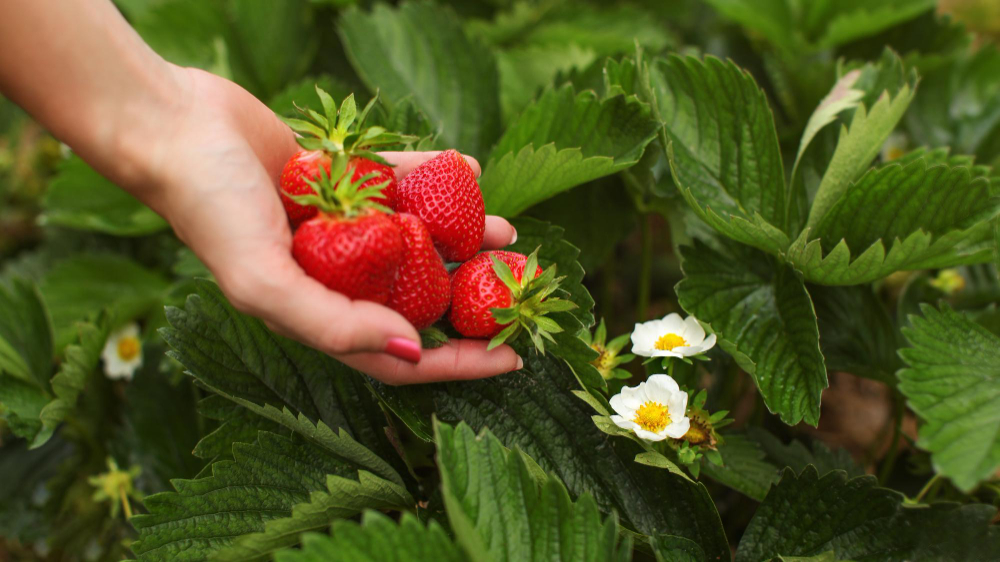 Strawberries Flowers Leaves Field With Blurred Woman Hand Full Freshly Picked Strawberry