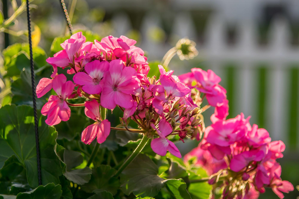 close-up-pink-geraniums-pot-with-white-fence-background