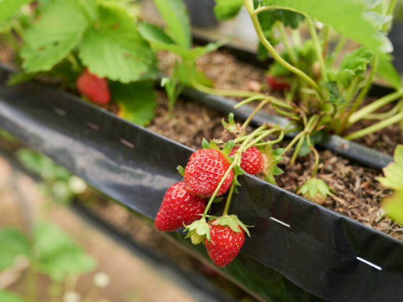 Macro Shot Ripe Strawberry Cluster Growing Garden Bed