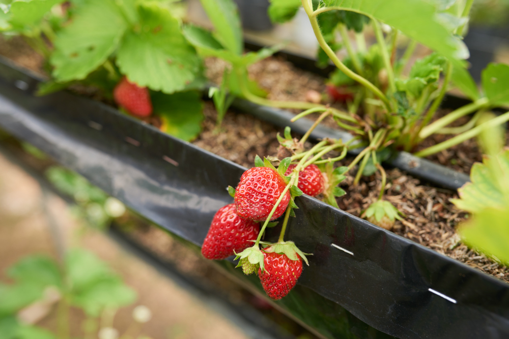 Macro Shot Ripe Strawberry Cluster Growing Garden Bed