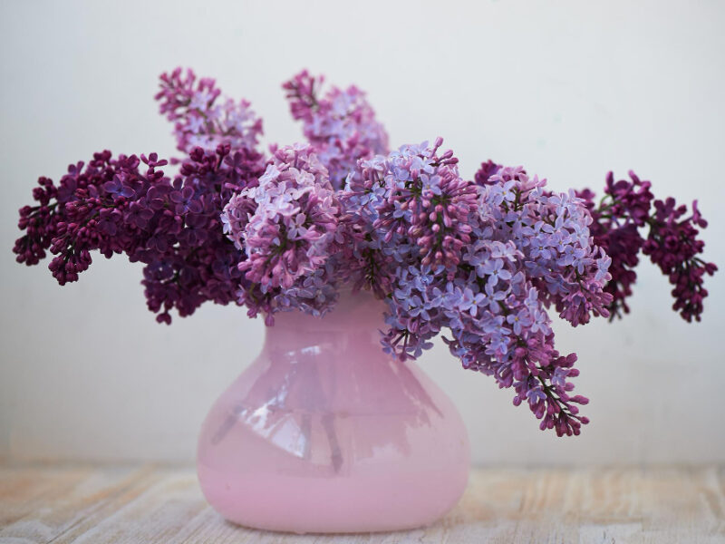 Purple Branch Lilac Pink Vase Delicate Beautiful Flower