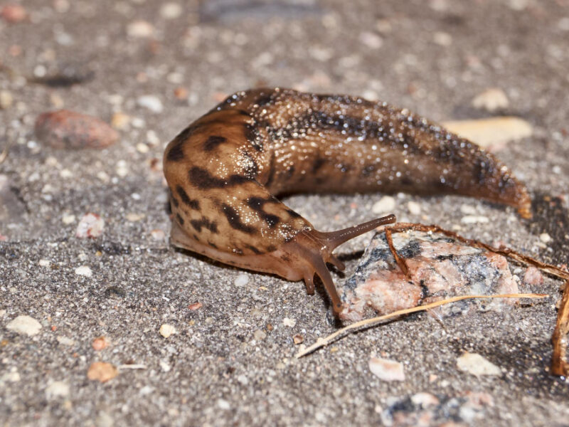 Great Slug Lat Limax Maximus Crawls Along Paths Garden