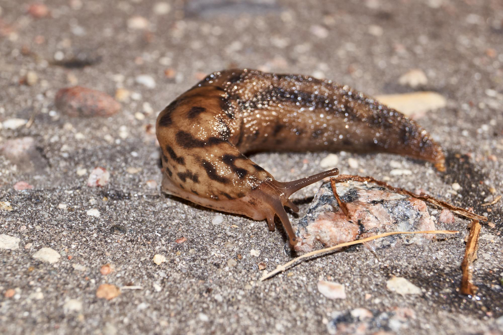 Great Slug Lat Limax Maximus Crawls Along Paths Garden