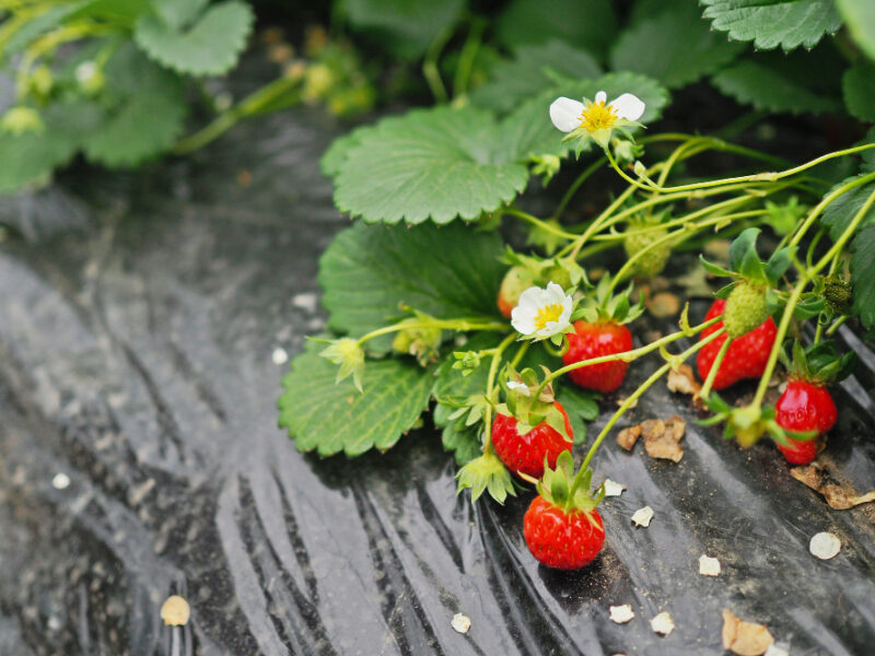 Strawberry Farm