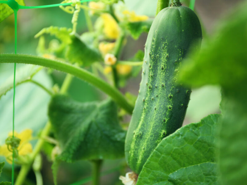 Cucumber Growing Garden