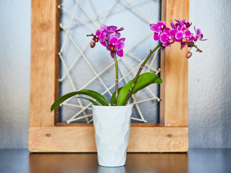 Pink Orchids White Vase With Wood Twine Art