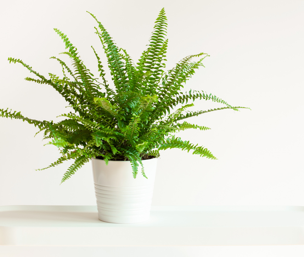 houseplant-nephrolepis-white-flowerpot