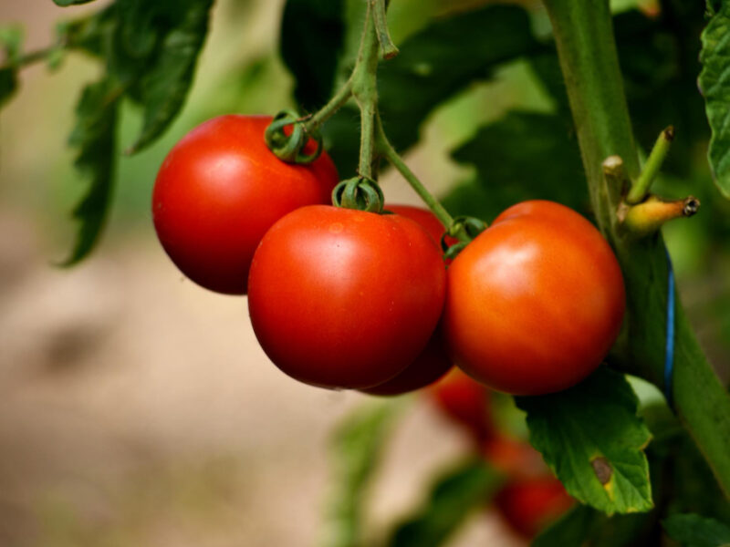 Beautiful Red Ripe Tomatoes Grown Farm Greenhouse