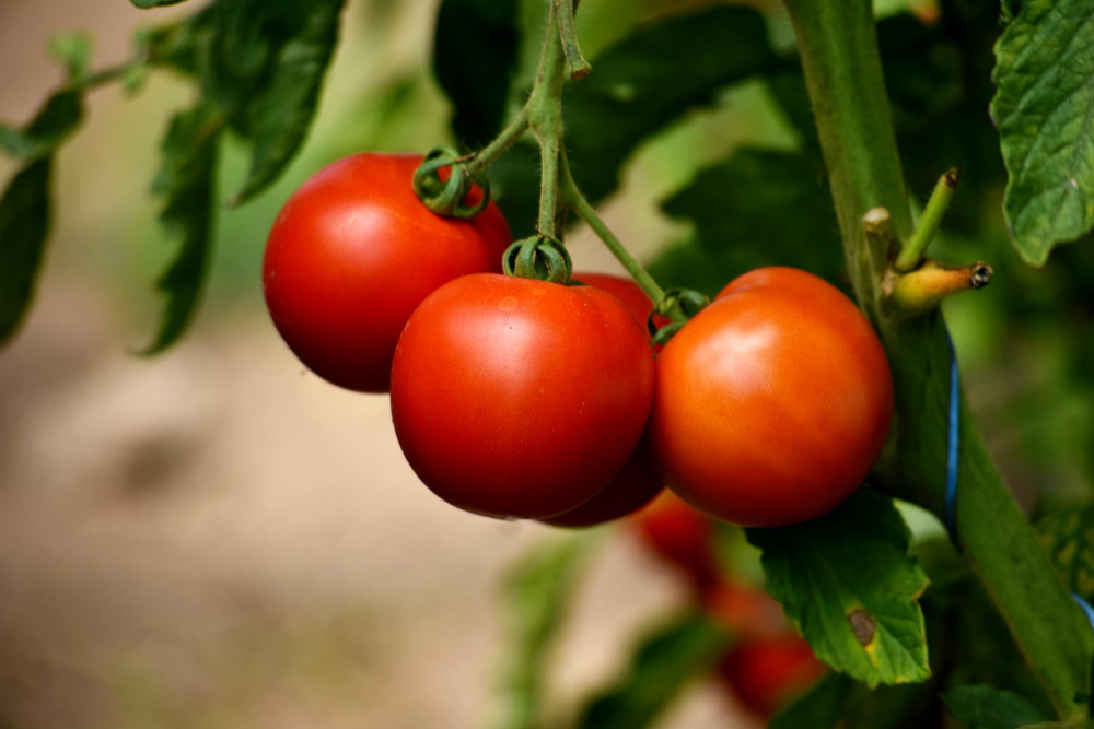 beautiful-red-ripe-tomatoes-grown-farm-greenhouse