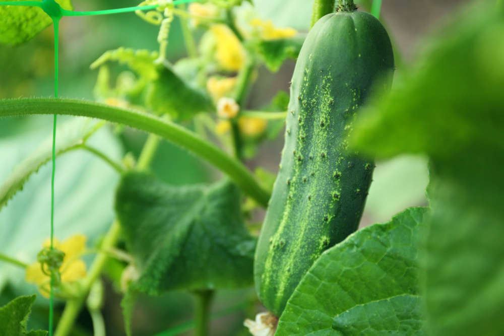 cucumber-growing-garden