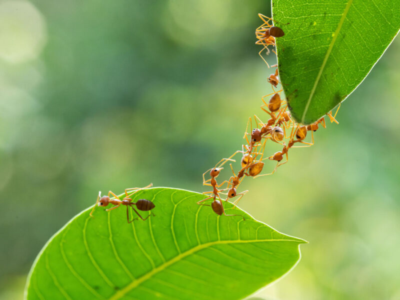 Ant Action Standing Ant Bridge Unity Team Concept Team Work Together