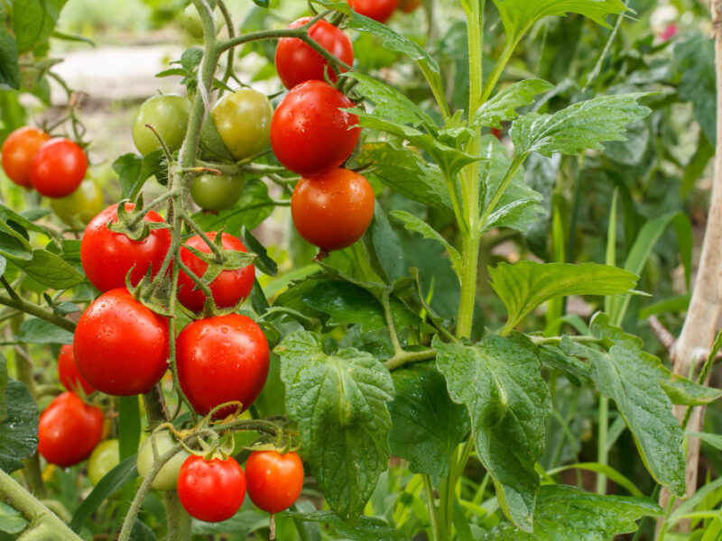 Ripe Red Tomatoes Growing Branch Garden Tomatoes Garden Bed