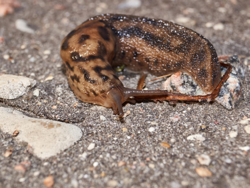 Great Slug Lat Limax Maximus Crawls Along Paths Garden (1)