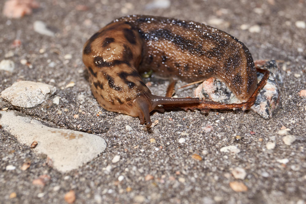 Great Slug Lat Limax Maximus Crawls Along Paths Garden (1)