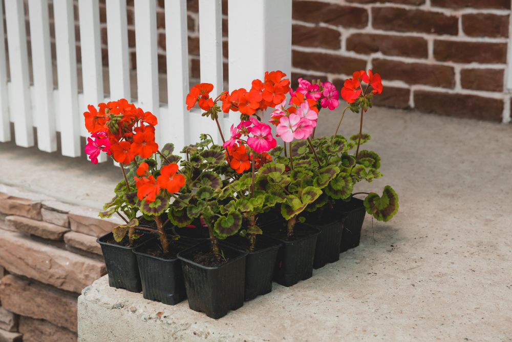 bright-red-pink-blooming-geranium-flowers-flower-pot-terrace-closeup (1)