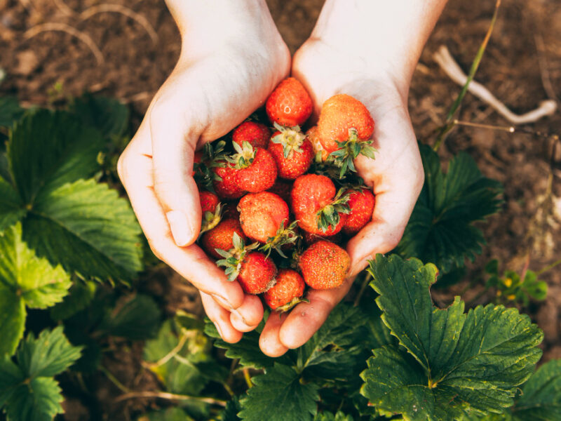 Farm Concept With Hands Holding Strawberries