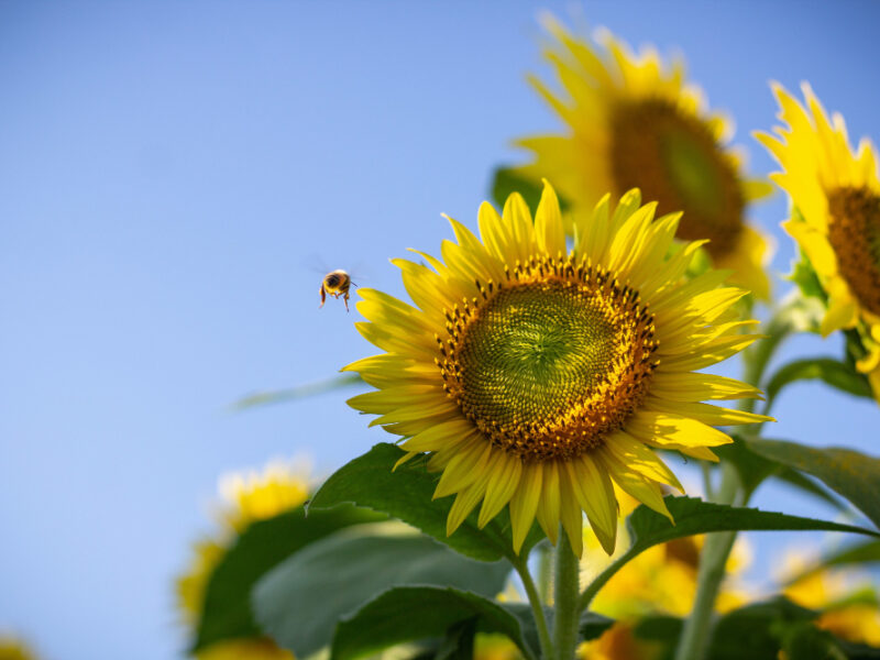 Closeup Sunflower Bee Flying Near It Sunny Day