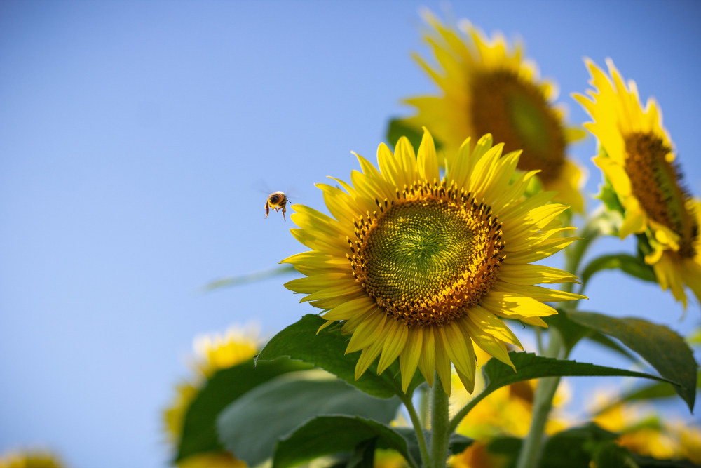 Closeup Sunflower Bee Flying Near It Sunny Day