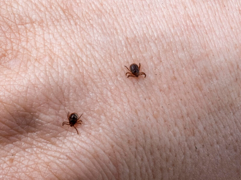 Mite Male Hand With Ticks