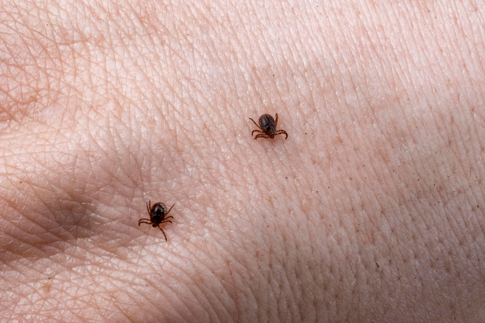 Mite Male Hand With Ticks