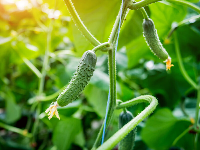 Long Green Cucumbers Branch Greenhouse