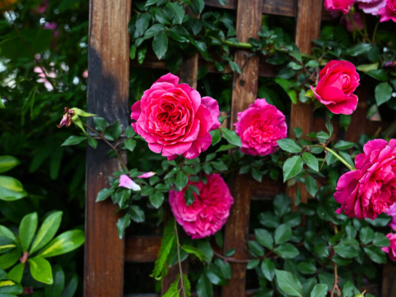 Roses Planted Garden