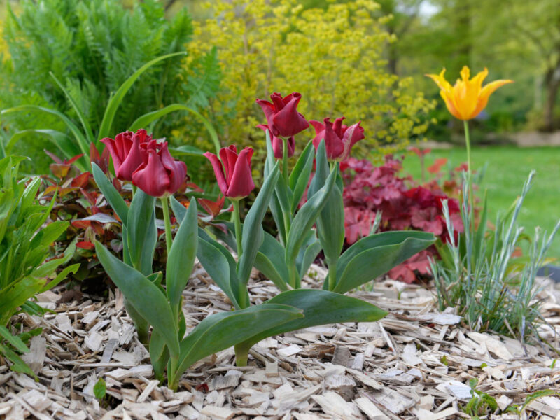 Xabeautiful Purple Tulips Blooming Flowerbed Spring Garden With Wood Chips Soil