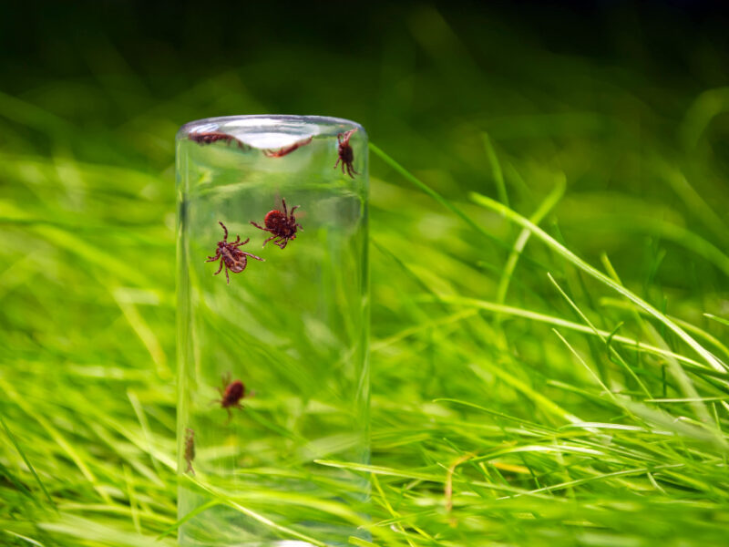 Tick Glass Bottle Background Grass