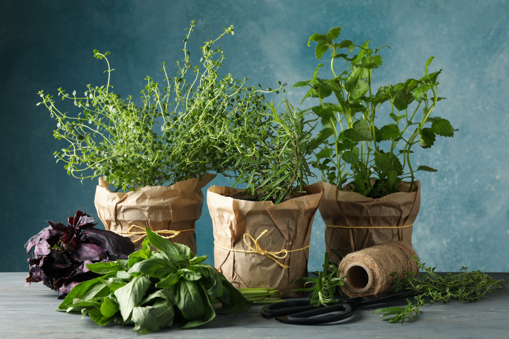 different-herbs-gray-wooden-table-against-blue-background