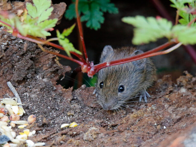 Voles Searching Food Bird Feeders