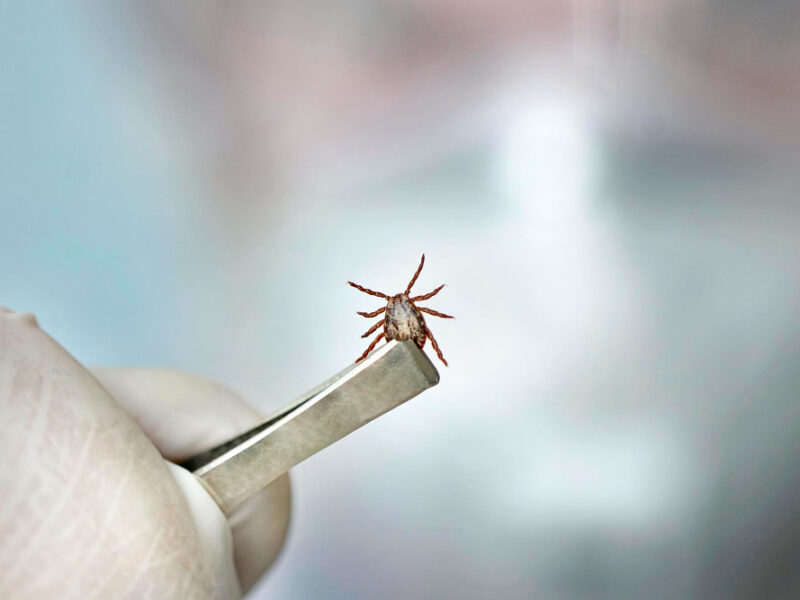 Dangerous Bloodsucking Insect Small Brown Spotted Mite Biological Name Dermacentor Marginatus Medical Test Tube Scientist Studies Insects That Transmit Dangerous Diseases Viruses