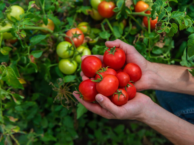 Male Farmer Harvests Tomatoes Garden Selective Focus