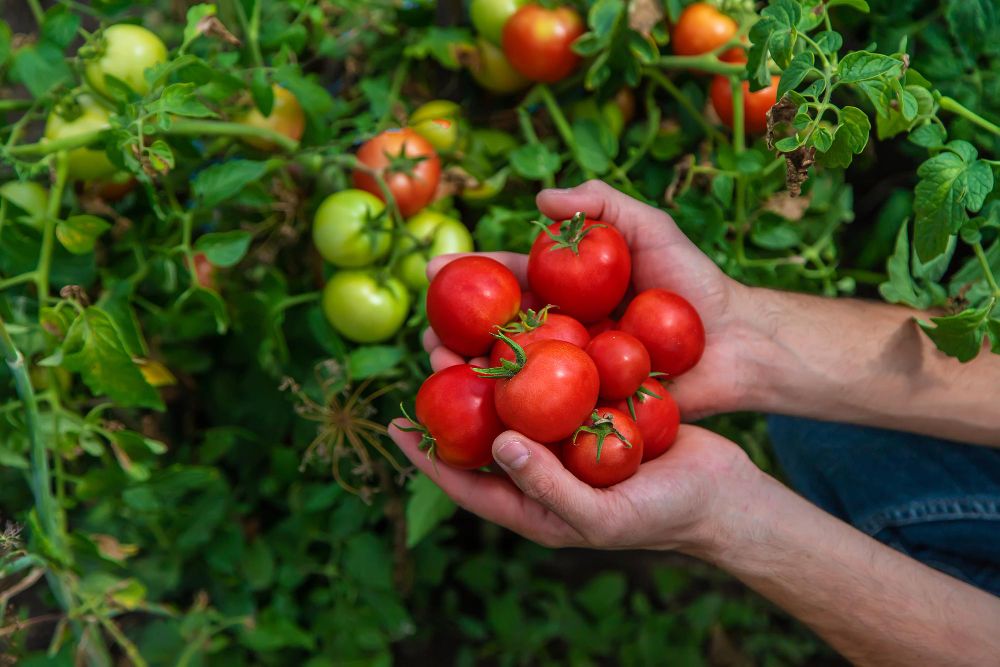Male Farmer Harvests Tomatoes Garden Selective Focus
