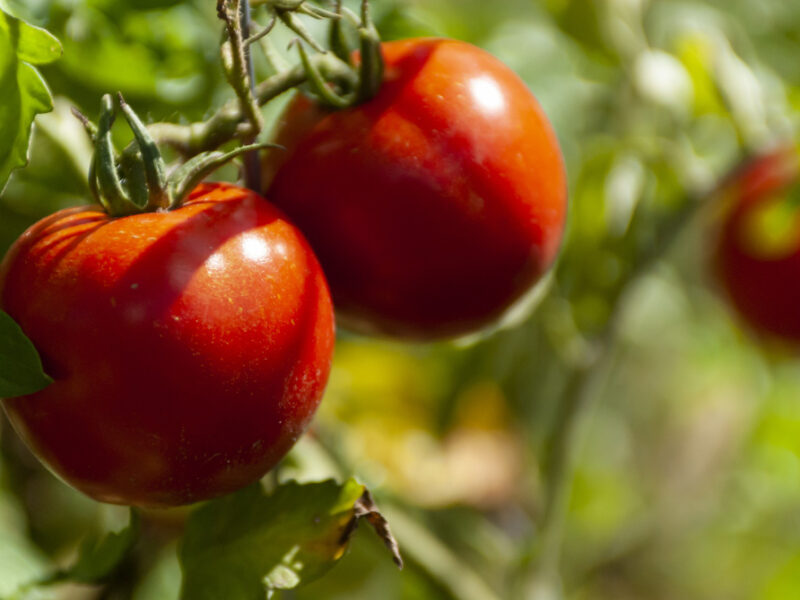 Selective Focus Shot Riped Red Tomatoes