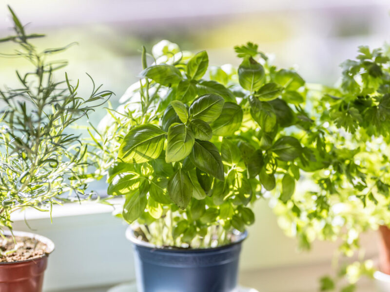 Fresh Green Herbs Basil Rosemary Coriander Pots Placed Window Frame