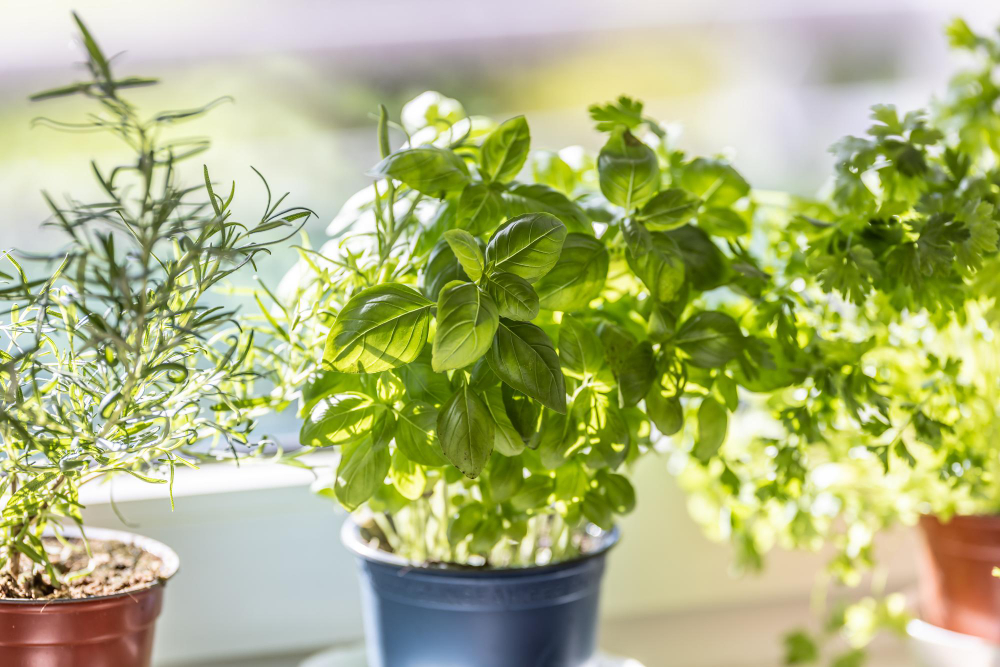 fresh-green-herbs-basil-rosemary-coriander-pots-placed-window-frame