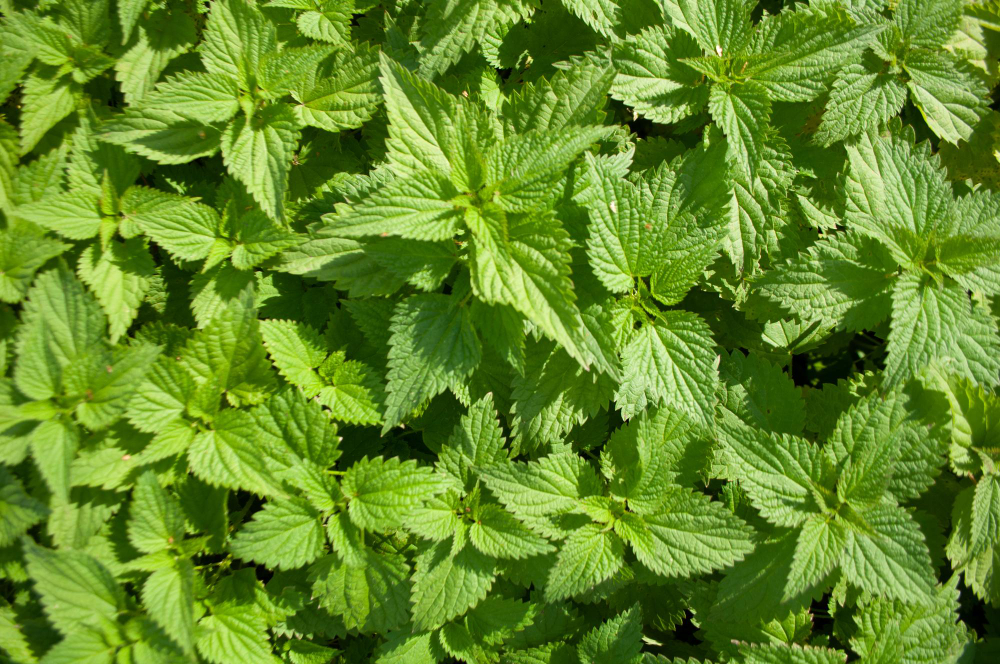 Green Background Beautiful Juicy Young Nettle