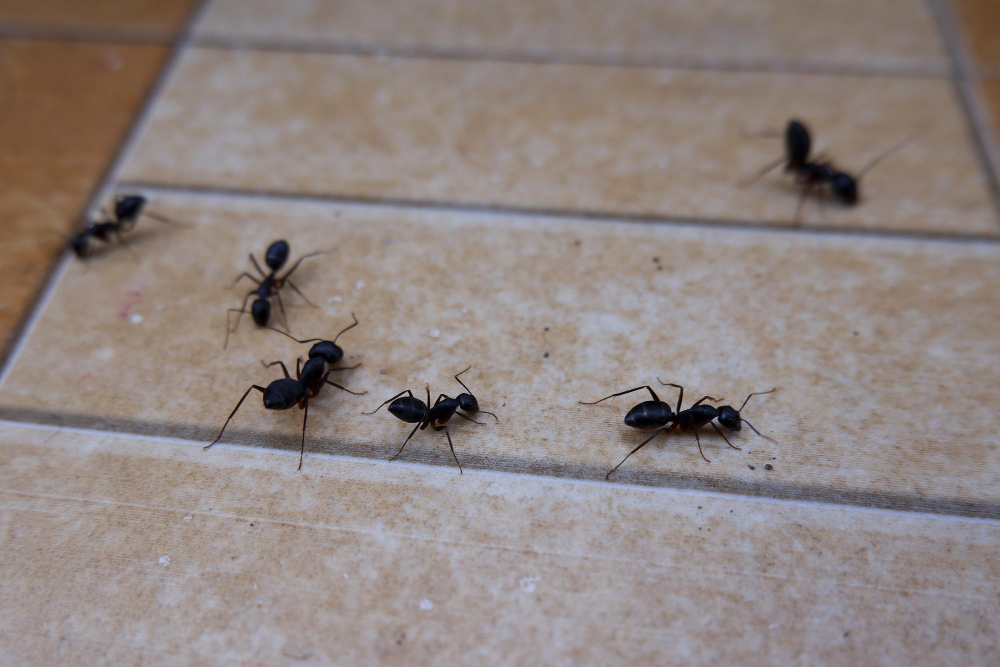 Closeup Ants Floor