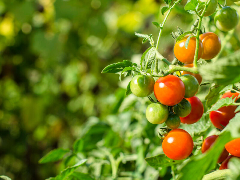 Cherry Tomatoes Garden Natural Product