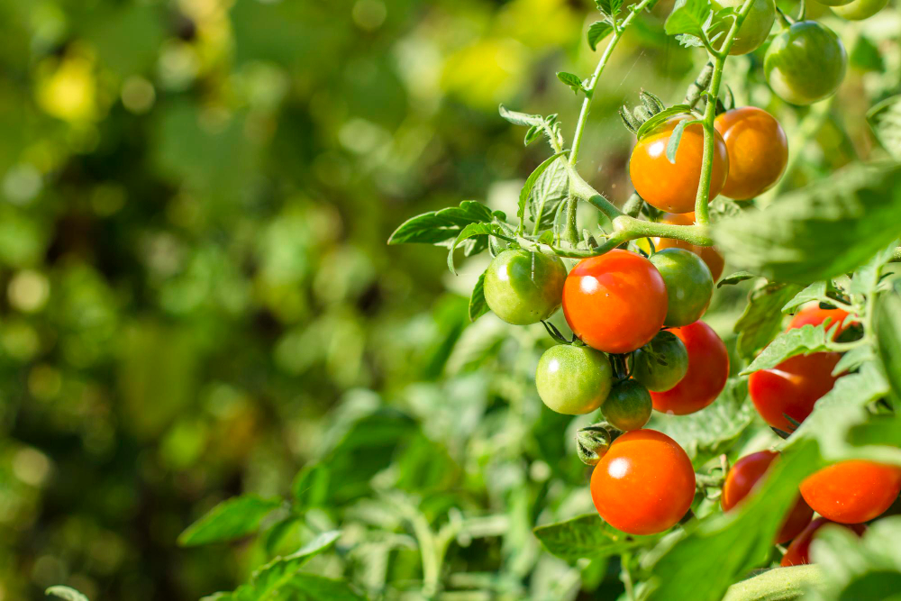 Cherry Tomatoes Garden Natural Product