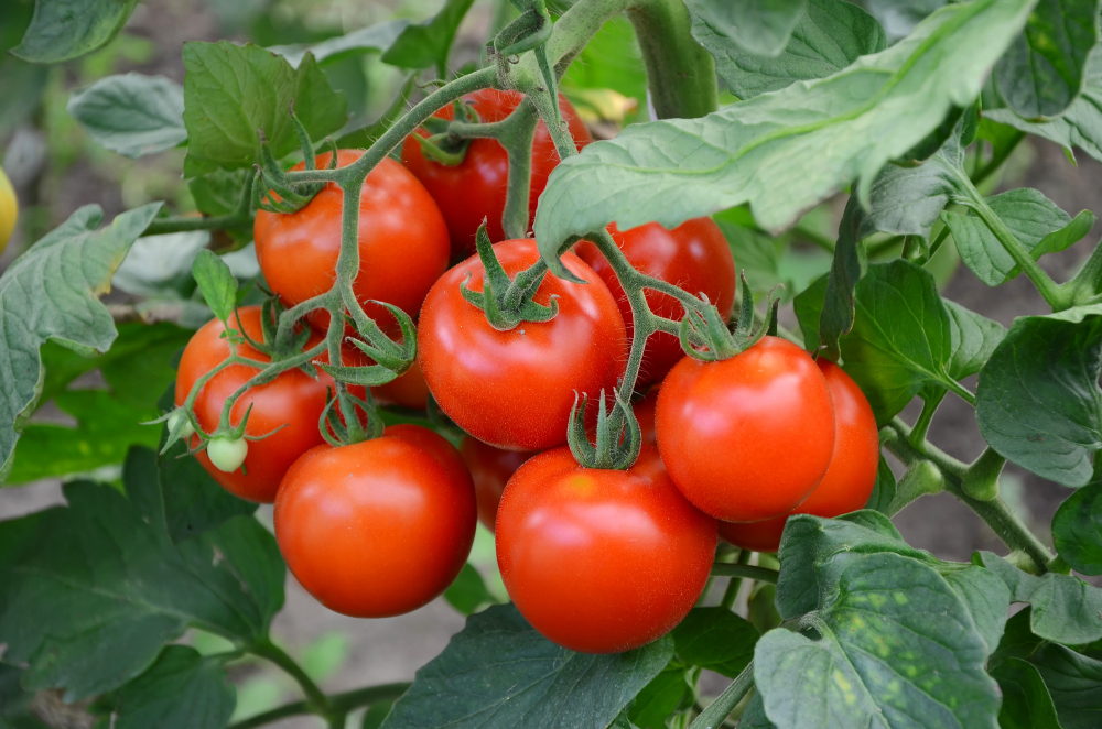 Tomatoes Branch