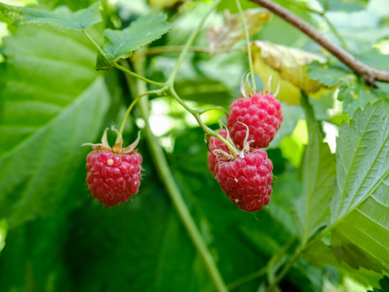 Branch Ripe Raspberries Garden Red Sweet Berries Growing Raspberry Bush Fruit Garden