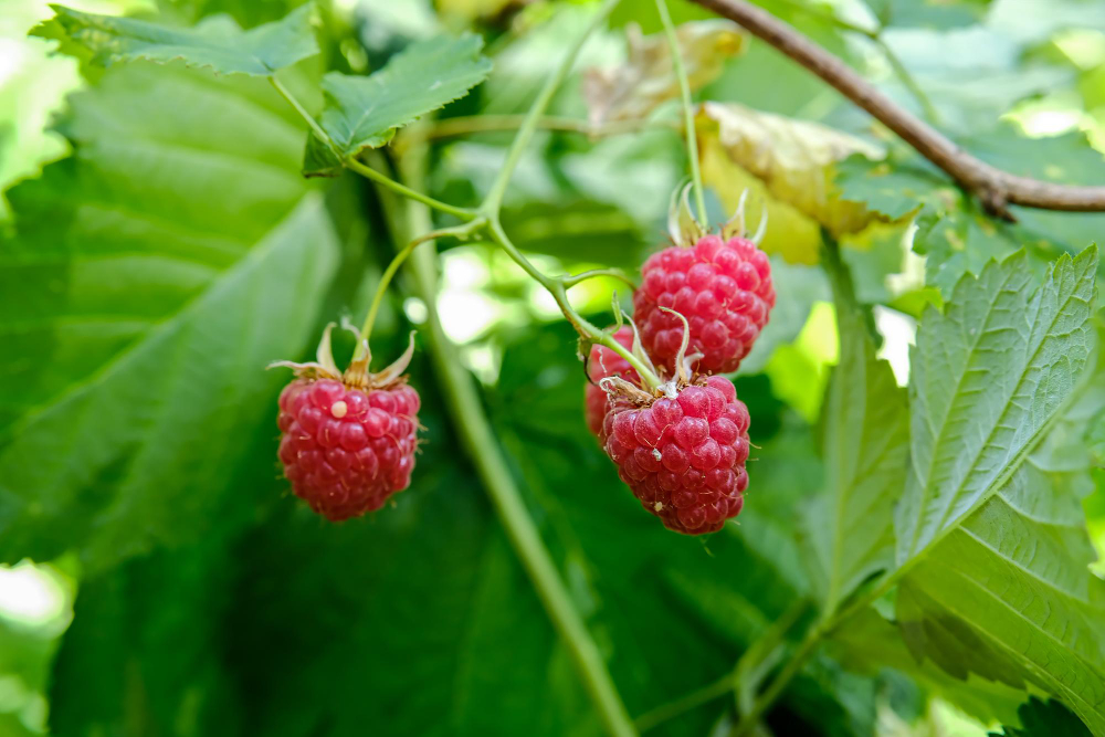 branch-ripe-raspberries-garden-red-sweet-berries-growing-raspberry-bush-fruit-garden