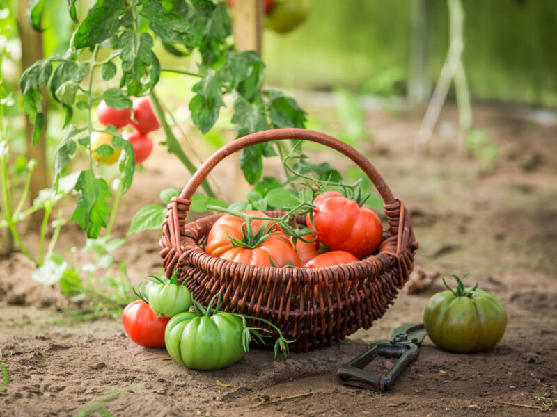 Healthy Various Tomatoes Small Summer Greenhouse