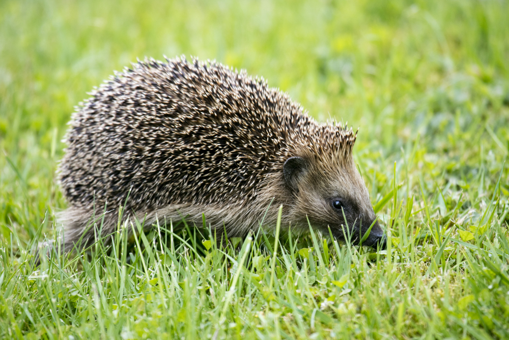 Closeup Shot Cute Hedgehog Walking Green Grass