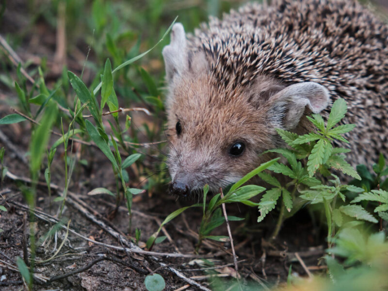 Young Hedgehog Natural Conditions Forest Among Grass