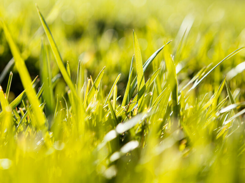 Natural Grass Close Up