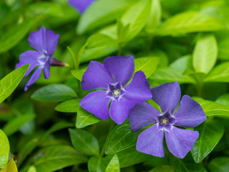 Closeup View Purple Periwinkle Vinca Minor Flowers Bloom Floral Background Wallpaper