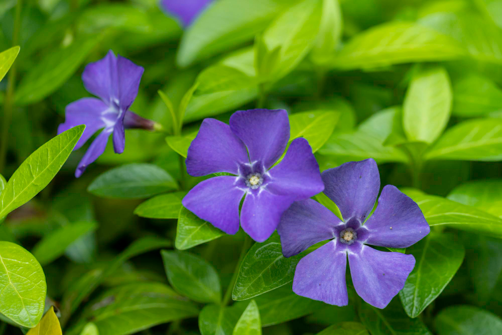Closeup View Purple Periwinkle Vinca Minor Flowers Bloom Floral Background Wallpaper