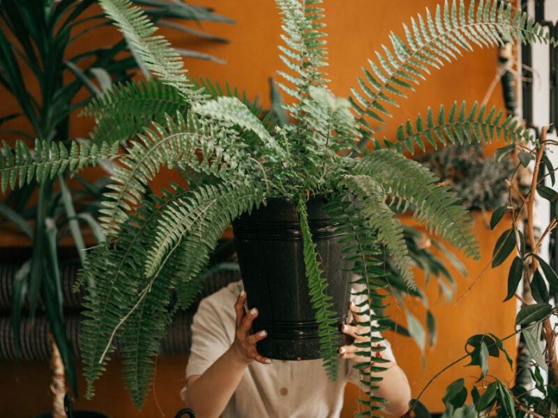Florist Gardener Hid Pot Ferns She Holds It With His Hands Front Her